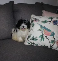Havashu   Super Sweet  Reduced!  F shih tzu/havanese, a female Havanese and Shih Tzu for sale in Thayer, KS – 8 of 9