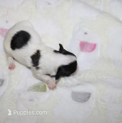 Daffodil  havashu   havanese/shih tzu  small – Havanese, Shih Tzu puppy for sale in Thayer, KS
