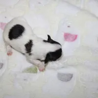 Daffodil  havashu   havanese/shih tzu  small, a female Havanese and Shih Tzu for sale in Thayer, KS – 1 of 1
