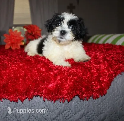 Havashu  Small  Dozer  – Havanese, Shih Tzu puppy for sale in Thayer, KS