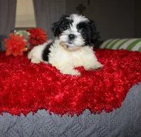I'm a havashu ! Dozer havanese shih-tzu  , a male Havanese and Shih Tzu for sale in Thayer, KS – 6 of 10
