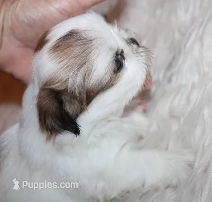 Minnie  Small Shih tzu – Shih Tzu puppy for sale in Thayer, KS