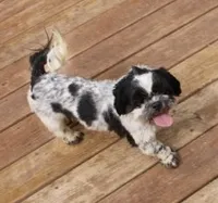 Buttercup is a small   havashu havanese shihtzu, a female Havanese and Shih Tzu for sale in Thayer, KS – 10 of 10