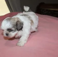 Trinket  Shih tzu Small! akc, a female Shih Tzu for sale in Thayer, KS – 4 of 10