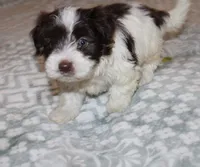 Caramel akc, a male Havanese for sale in Thayer, KS – 2 of 9