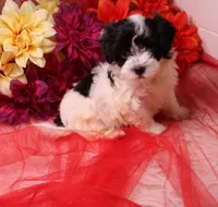 Daffodil  havashu   havanese/shih tzu  small, a female Havanese and Shih Tzu for sale in Thayer, KS – 7 of 10