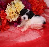 Daffodil  havashu   havanese/shih tzu  small, a female Havanese and Shih Tzu for sale in Thayer, KS – 6 of 10