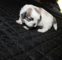 Minnie , a female Shih Tzu for sale in Thayer, KS – 4 of 5