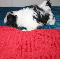Tiny Girl AKC , a female Shih Tzu for sale in Thayer, KS – 5 of 9