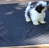 tiny  akc purebred f, a female Shih Tzu for sale in Thayer, KS – 4 of 10