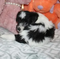 Breezy, a female Havanese for sale in Thayer, KS – 2 of 10