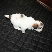 Trinket  Shih tzu Small!, a female Shih Tzu for sale in Thayer, KS – 5 of 8