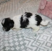 Breezy, a female Havanese for sale in Thayer, KS – 9 of 10