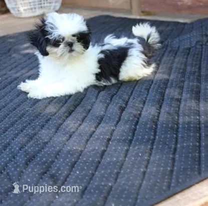 tiny  akc purebred f – Shih Tzu puppy for sale in Thayer, KS