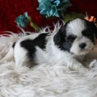 AKC Shih tzu Mr Bryon , a male Shih Tzu for sale in Thayer, KS – Photo 6 of 10