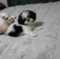 AKC Shih tzu MrB purebred, a male Shih Tzu for sale in Thayer, KS – Photo 7 of 10