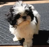 AKC Shih tzu MrB purebred, a male Shih Tzu for sale in Thayer, KS – Photo 2 of 10