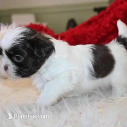 AKC Shih tzu Mr Bryon , a male Shih Tzu for sale in Thayer, KS – Photo 3 of 10