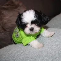 AKC Shih tzu Mr Bryon , a male Shih Tzu for sale in Thayer, KS – Photo 4 of 10