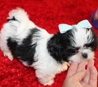 AKC Shih tzu MrB purebred, a male Shih Tzu for sale in Thayer, KS – Photo 9 of 10