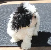 AKC Shih tzu MrB purebred, a male Shih Tzu for sale in Thayer, KS – Photo 3 of 10