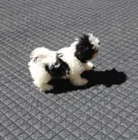 AKC Shih tzu MrB purebred, a male Shih Tzu for sale in Thayer, KS – Photo 6 of 10