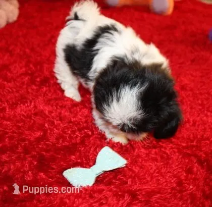 AKC Shih tzu Mr Bryon  – Shih Tzu puppy for sale in Thayer, KS