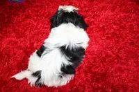 AKC Shih tzu MrB purebred, a male Shih Tzu for sale in Thayer, KS – Photo 8 of 10