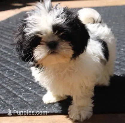 AKC Shih tzu Mr Bryon  – Shih Tzu puppy for sale in Thayer, KS