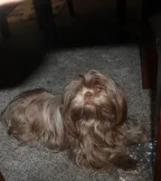 AKC Shih tzu Mr Bryon , a male Shih Tzu for sale in Thayer, KS – Photo 9 of 10