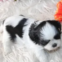 AKC Shih tzu Mr Bryon , a male Shih Tzu for sale in Thayer, KS – Photo 7 of 10