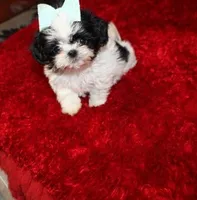 AKC Shih tzu Mr Bryon , a male Shih Tzu for sale in Thayer, KS – Photo 10 of 10