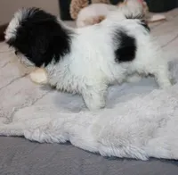 AKC Shih tzu MrB purebred, a male Shih Tzu for sale in Thayer, KS – Photo 5 of 10