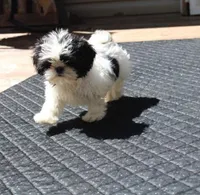 AKC Shih tzu MrB purebred, a male Shih Tzu for sale in Thayer, KS – Photo 4 of 10