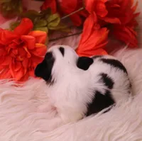 Dunkin   havashu~ Pending, a male Havanese for sale in Thayer, KS – 5 of 10