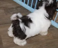 Gizmo Shih Tzu akc, a male Shih Tzu for sale in Thayer, KS – Photo 6 of 8