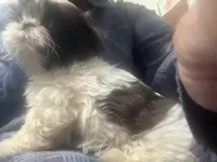 Gizmo Shih Tzu akc, a male Shih Tzu for sale in Thayer, KS – Photo 3 of 8