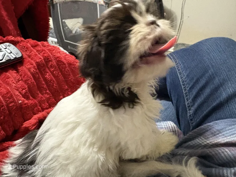 Gizmo Shih Tzu akc – Shih Tzu puppy for sale in Thayer, KS