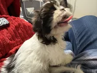 Gizmo Shih Tzu akc, a male Shih Tzu for sale in Thayer, KS – Photo 1 of 8