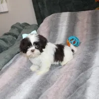 Gizmo Shih Tzu akc, a male Shih Tzu for sale in Thayer, KS – Photo 7 of 8