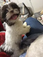 Gizmo Shih Tzu akc, a male Shih Tzu for sale in Thayer, KS – Photo 2 of 8