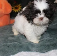 Gizmo Shih Tzu akc, a male Shih Tzu for sale in Thayer, KS – Photo 4 of 8