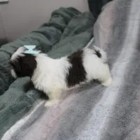 Gizmo Shih Tzu akc, a male Shih Tzu for sale in Thayer, KS – Photo 8 of 8