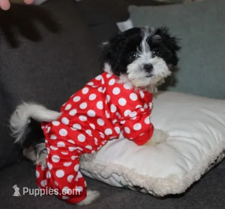Miss Tulip Havashu SoSweet! – Havanese, Shih Tzu puppy for sale in Thayer, KS