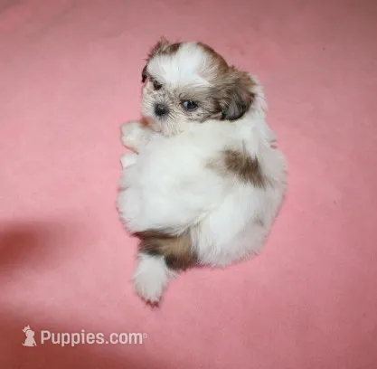 Minnie  Small Shih tzu – Shih Tzu puppy for sale in Thayer, KS