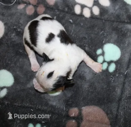 Dunkin   havashu – Havanese puppy for sale in Thayer, KS