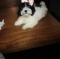 Havashu   Super Sweet  Reduced!  F shih tzu/havanese, a female Havanese and Shih Tzu for sale in Thayer, KS – 9 of 9