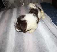 Caramel akc Chocolate puppy, a male Havanese for sale in Thayer, KS – 9 of 9