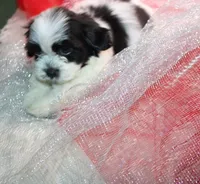 Dozer havanese shih-tzu  , a male Havanese and Shih Tzu for sale in Thayer, KS – 5 of 10