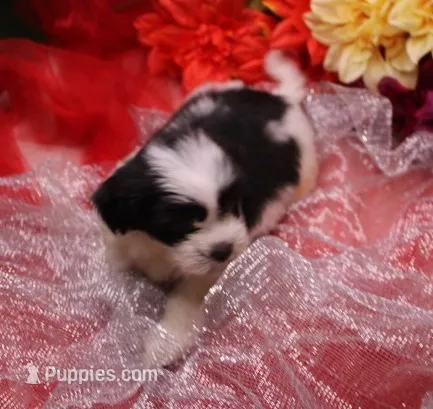 Diesel    havashu – Havanese, Shih Tzu puppy for sale in Thayer, KS